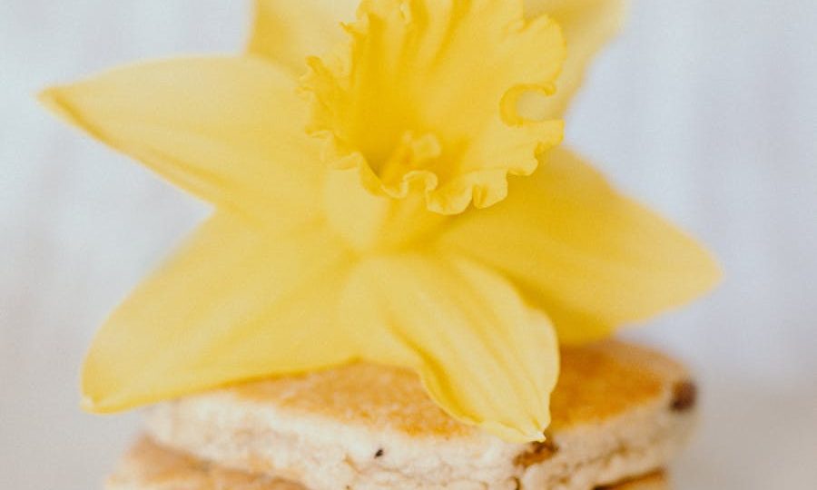 Traditional Welsh Cakes with a Daffodil Flower on Top