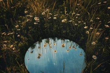 Round mirror on a field of daisies