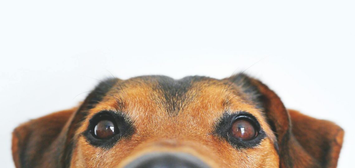 Closeup Photo of Brown and Black Dog Face