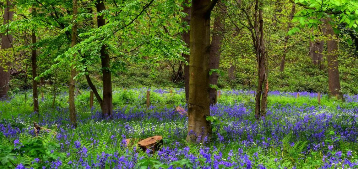 Blooming Bluebell Flowers in a Forest
