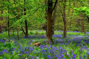 Blooming Bluebell Flowers in a Forest
